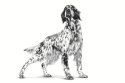 Royal Canin ROYAL CANIN VHN Dog Hepatic 7kg