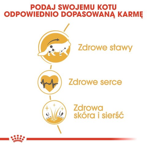 ROYAL CANIN FBN Maine Coon Adult - sucha karma dla dorosłego kota - 10kg Royal Canin ROYAL CANIN FBN Maine Coon Adult - sucha karma dla dorosłego kota - 10kg Royal Canin