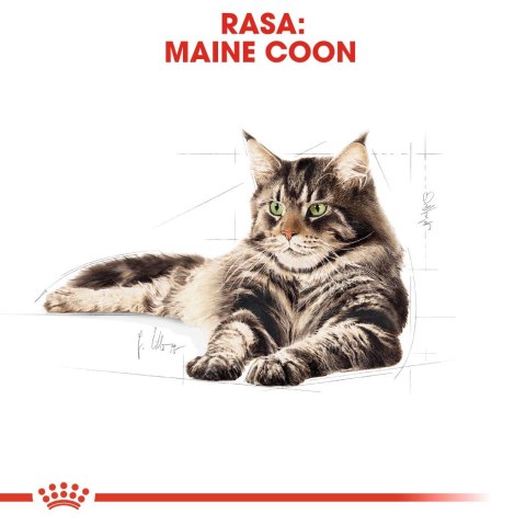 ROYAL CANIN FBN Maine Coon Adult - sucha karma dla dorosłego kota - 10kg Royal Canin ROYAL CANIN FBN Maine Coon Adult - sucha karma dla dorosłego kota - 10kg Royal Canin