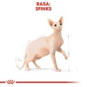 ROYAL CANIN FBN Sphynx Adult - sucha karma dla dorosłego kota - 2kg Royal Canin