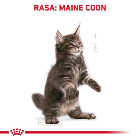 ROYAL CANIN Maine Coon Kitten 0,4kg Royal Canin