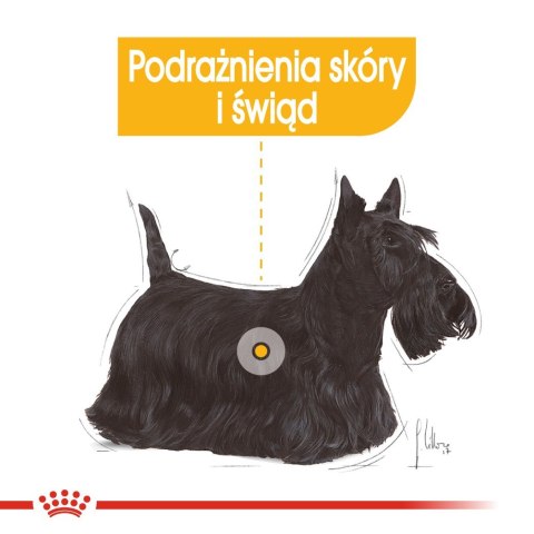 ROYAL CANIN Mini Dermacomfort - karma dla psów dorosłych ras małych - 3kg Royal Canin