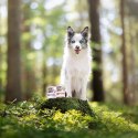 VetExpert VetExpert Raw Paleo Kaczka Puppy Can 400g