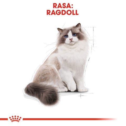 Royal Canin Karma Royal Canin FBN Ragdoll (2 kg ) Royal Canin Karma Royal Canin FBN Ragdoll (2 kg )