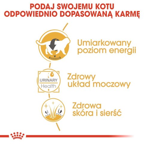 Royal Canin ROYAL CANIN FBN British Shorthair Adult - mokra karma dla dorosłego kota - 12x85g Royal Canin ROYAL CANIN FBN British Shorthair Adult - mokra karma dla dorosłego kota - 12x85g