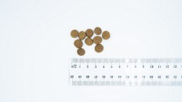 Bult BULT Karma sucha z jagnię. dla psów małych ras 3kg