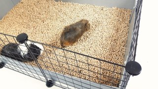 C&C C&C Klatka modułowa dla świnki morskiej, królika, jeża 180x75 cm (5x2) - srebrno-szara