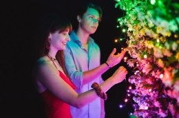 Twinkly Twinkly Strings - 250 RGB+W Ciąg świetlny, przezroczysty przewód, typ wtyczki F