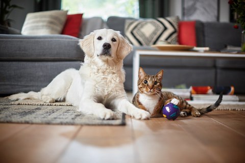 Philips Odkurzacz PHILIPS PowerPro Expert FC 9745/09