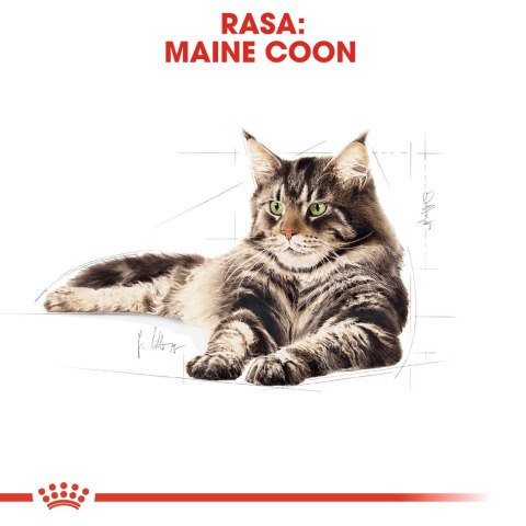 ROYAL CANIN FBN Maine Coon - mokra karma dla dorosłego kota - 12x85g ROYAL CANIN FBN Maine Coon - mokra karma dla dorosłego kota - 12x85g