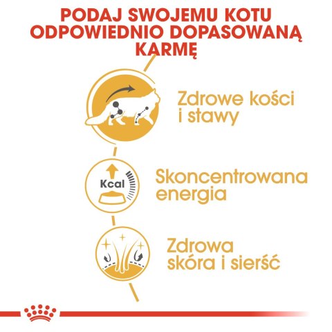 ROYAL CANIN FBN Maine Coon - mokra karma dla dorosłego kota - 12x85g ROYAL CANIN FBN Maine Coon - mokra karma dla dorosłego kota - 12x85g