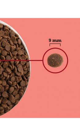 ACANA ACANA Highest Protein Indoor Cat 1,8kg