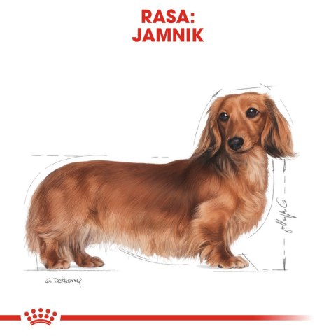 ROYAL CANIN BHN Dachshund Adult - sucha karma dla psa dorosłego - 7,5kg ROYAL CANIN BHN Dachshund Adult - sucha karma dla psa dorosłego - 7,5kg