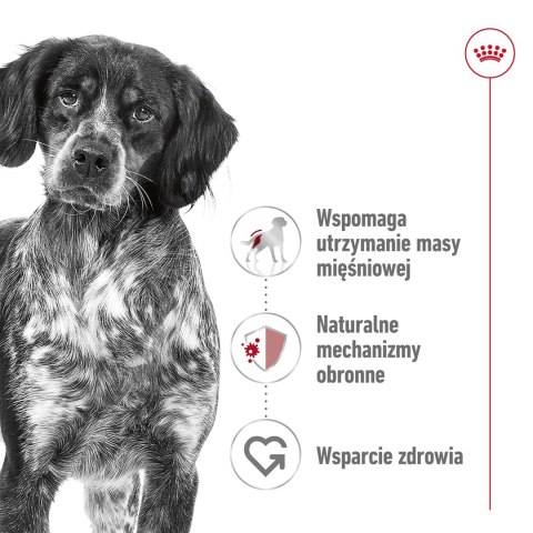 ROYAL CANIN SHN Medium Adult w sosie - mokra karma dla psa dorosłego - 10x140 g ROYAL CANIN SHN Medium Adult w sosie - mokra karma dla psa dorosłego - 10x140 g