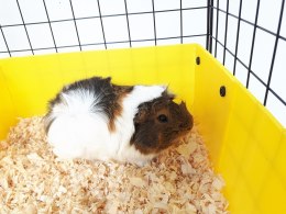 C&C C&C Klatka modułowa dla świnki morskiej, królika, jeża 110x75 cm (3x2) - czarna